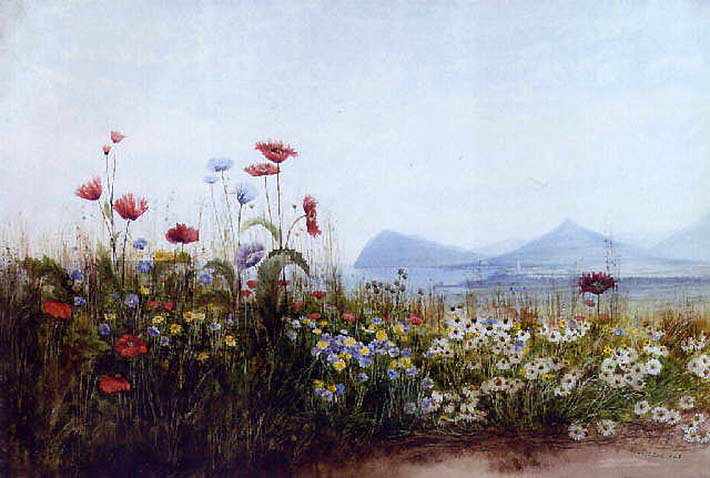 Poppies Cornflowers and Daisies on Killiney Hill